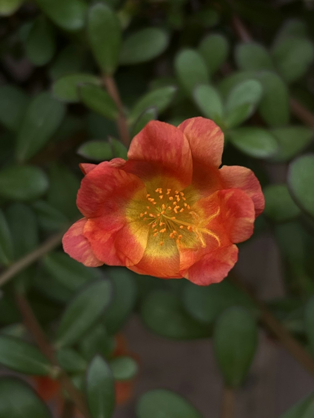 a red and yellow flower with green leaves