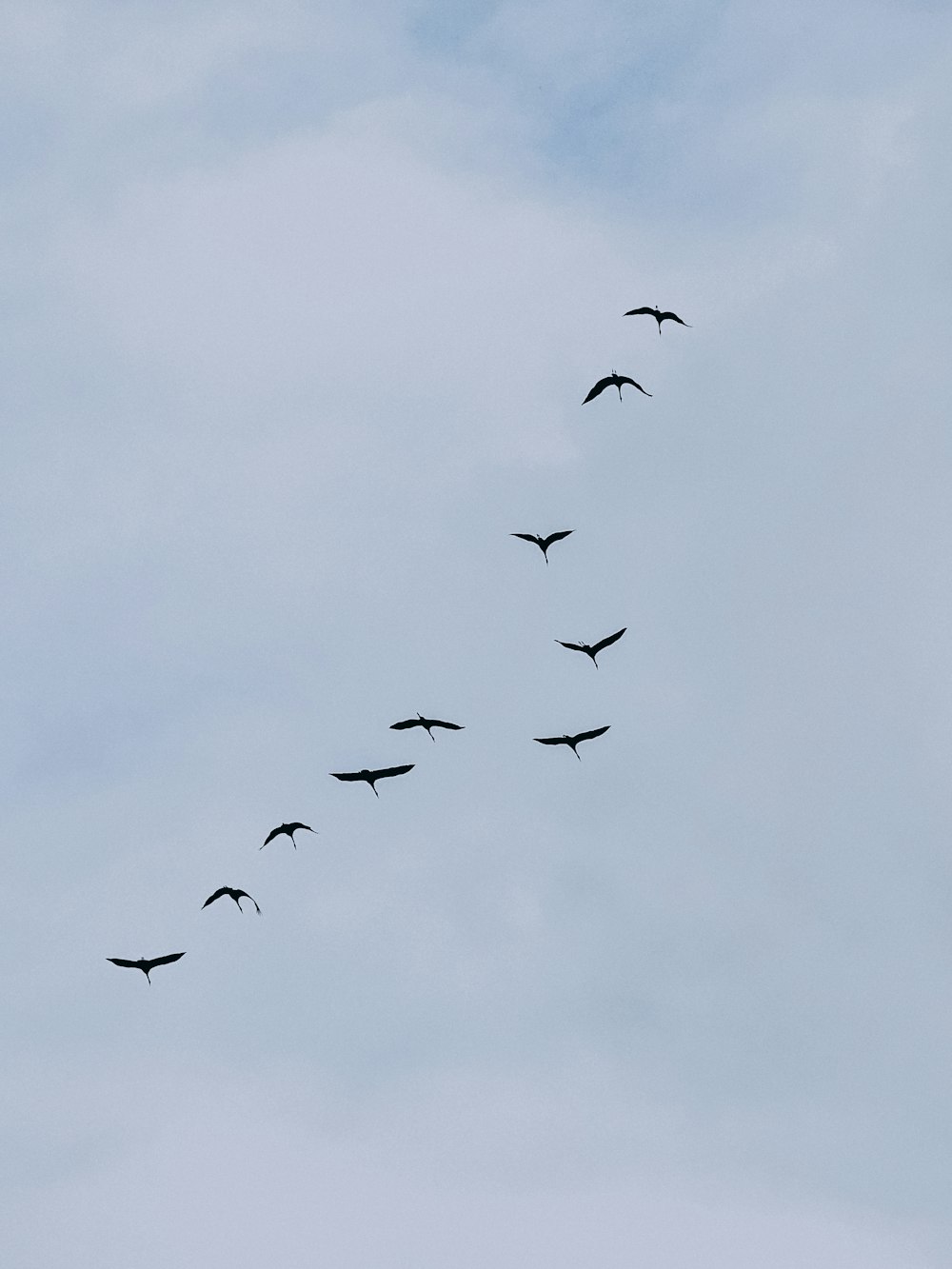 ein Vogelschwarm, der durch einen bewölkten Himmel fliegt