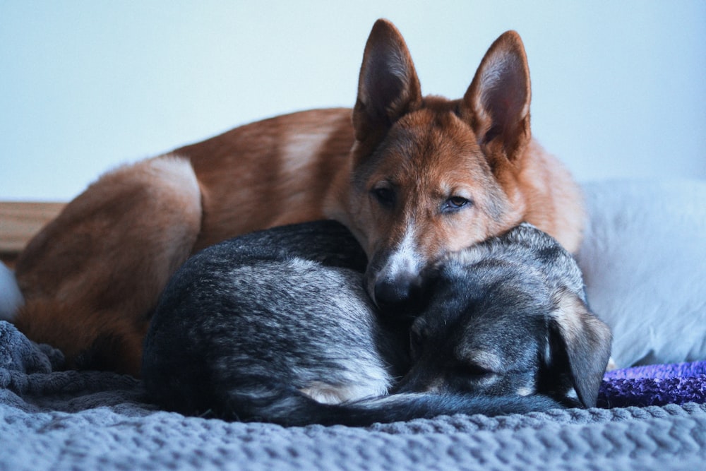 a dog and a cat cuddle together on a bed