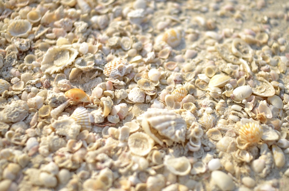 a bunch of shells that are on the sand