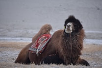 A camel with a shaggy, thick brown fur coat is sitting on dry grass with patches of snow. It has a colorful, intricately patterned blanket on its back. The camel is holding a piece of grass or straw in its mouth and is looking towards the camera.