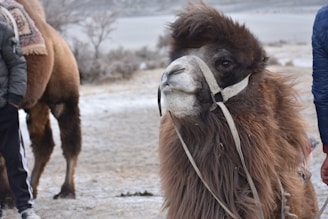 A camel adorned with a harness sits in a snowy, desert-like environment. The camel's body is covered with long, shaggy brown fur, and it is surrounded by people, some of whom are only partially visible in the frame. In the background, there are sparse shrubs and a barren landscape.