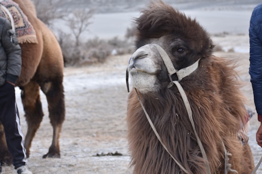 A camel adorned with a harness sits in a snowy, desert-like environment. The camel's body is covered with long, shaggy brown fur, and it is surrounded by people, some of whom are only partially visible in the frame. In the background, there are sparse shrubs and a barren landscape.