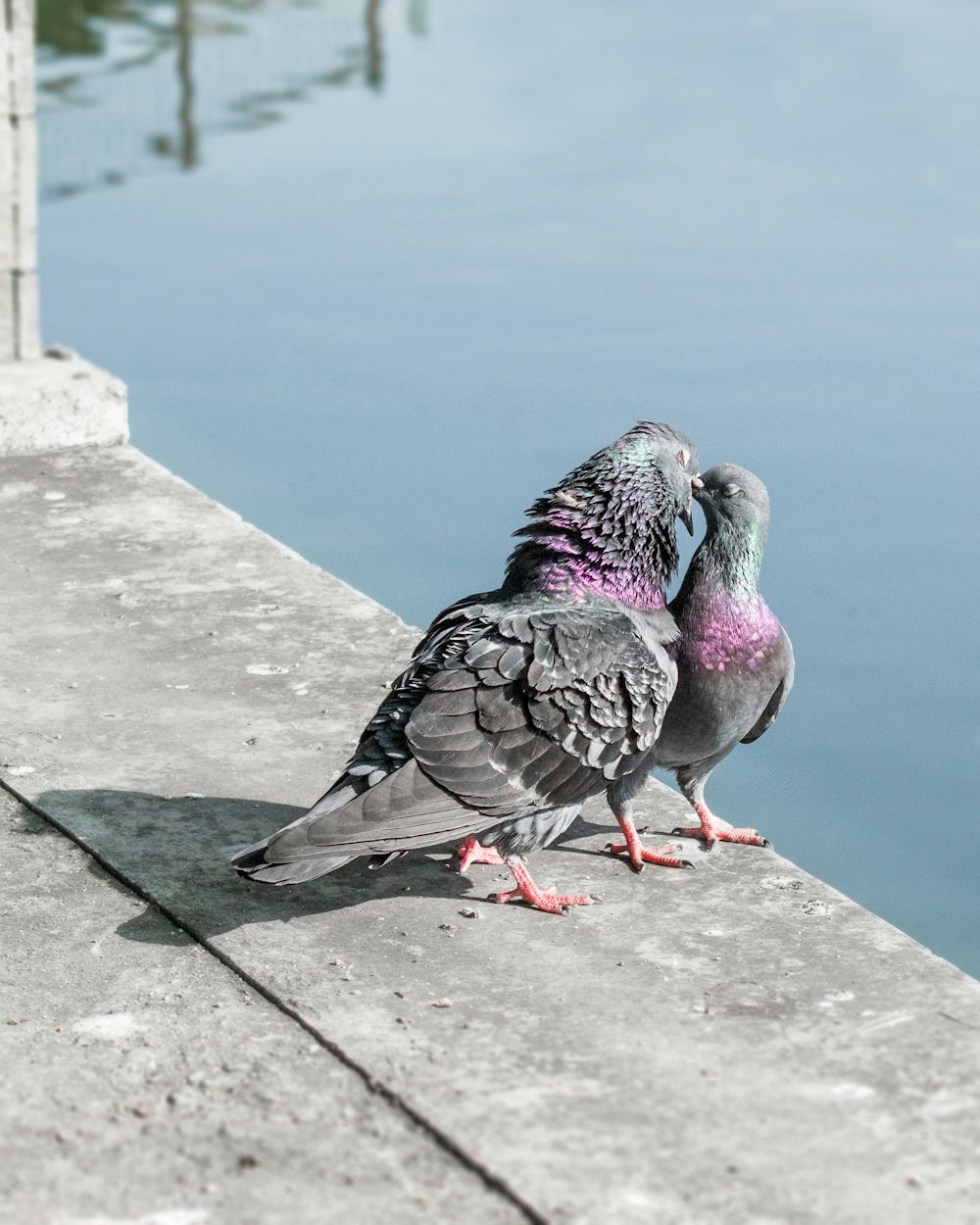 a couple of birds that are standing on a ledge