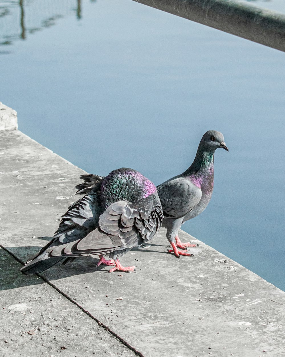 a couple of birds that are standing on a ledge