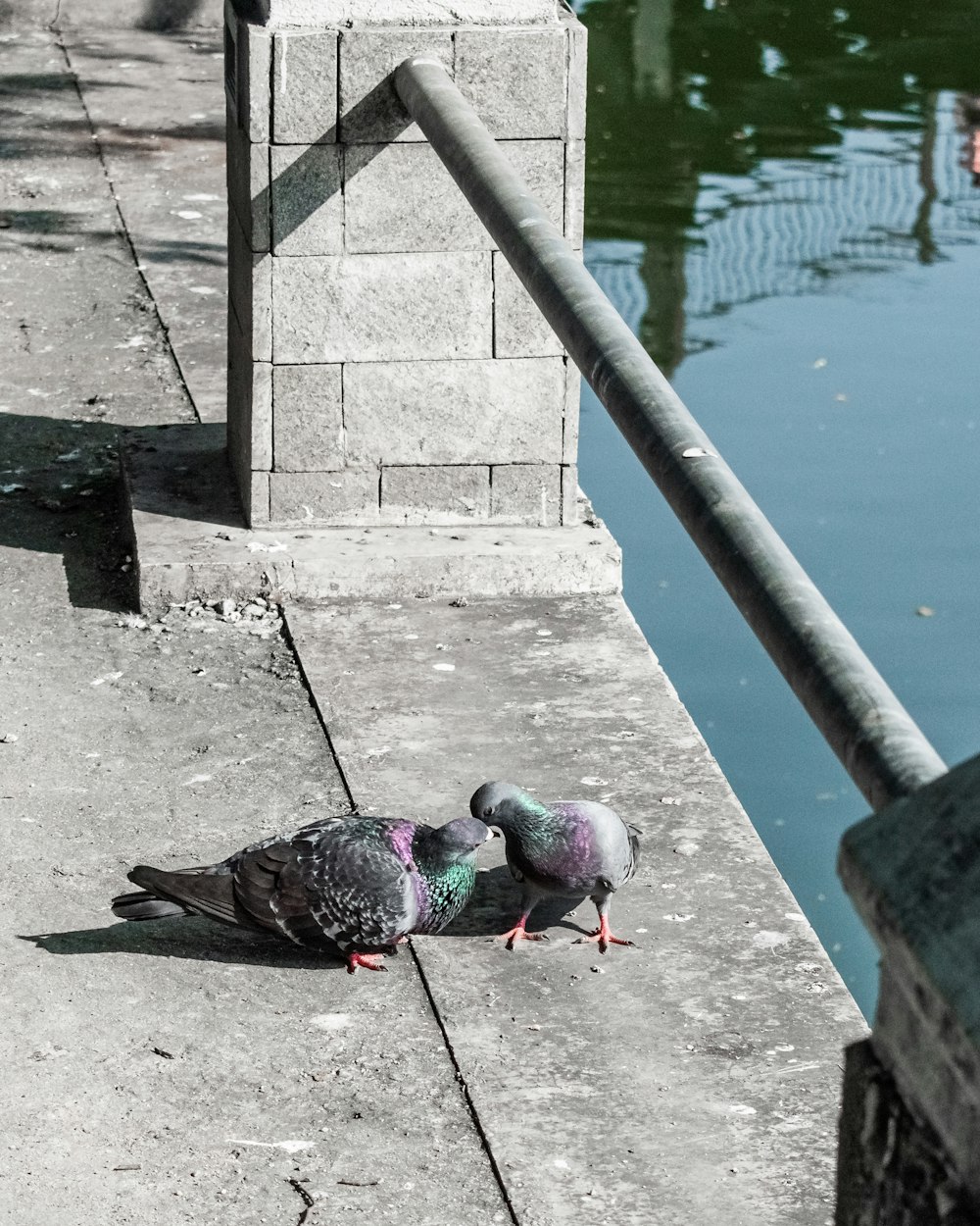 a couple of birds that are on the ground