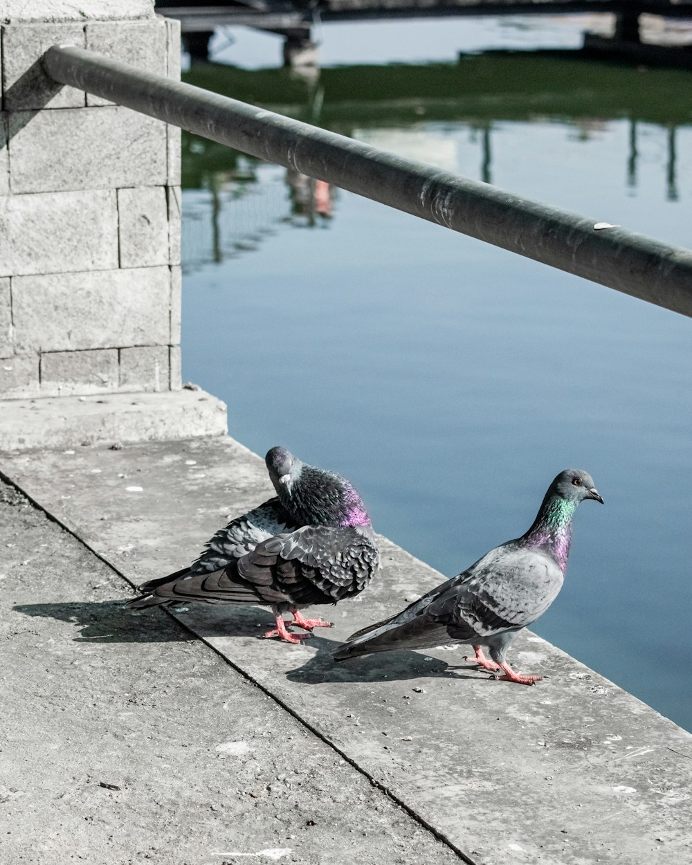 a couple of birds that are standing on a ledge