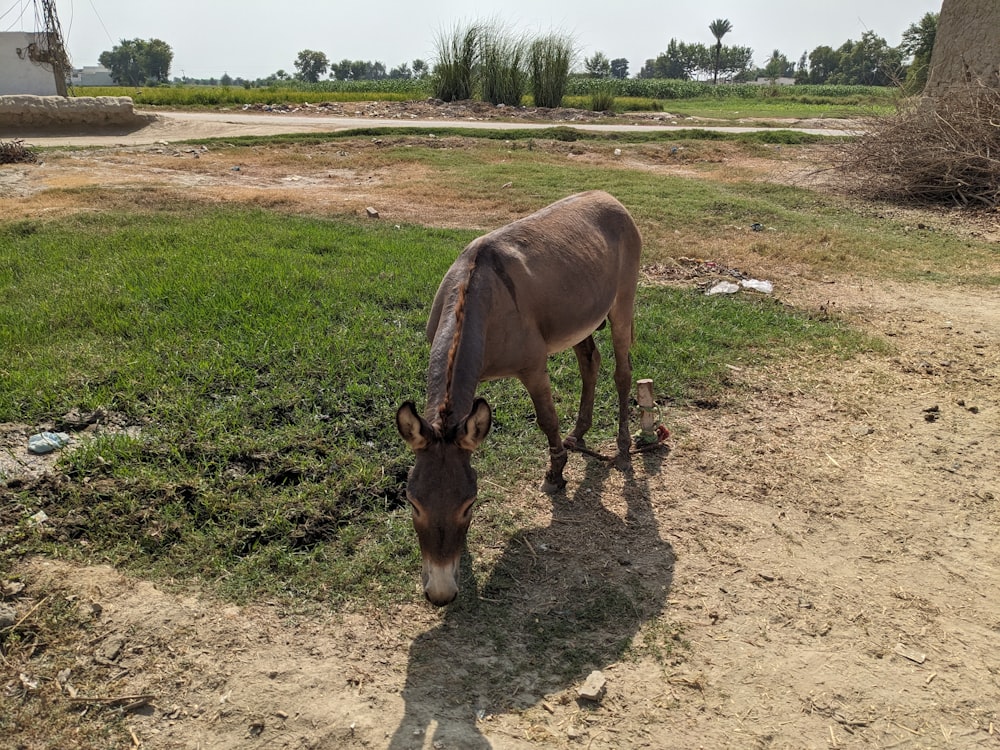 Un burro parado en la cima de un campo cubierto de hierba