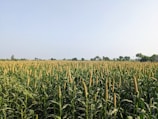 Farmers inspecting biofuel crops under a bright sky.