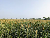 Rows of organic crops swaying in the breeze against a clear blue sky.