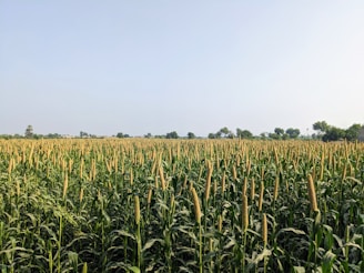 a large field of corn with trees in the background