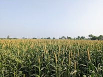 A bustling Indian farm field ready for harvest under a clear sky.