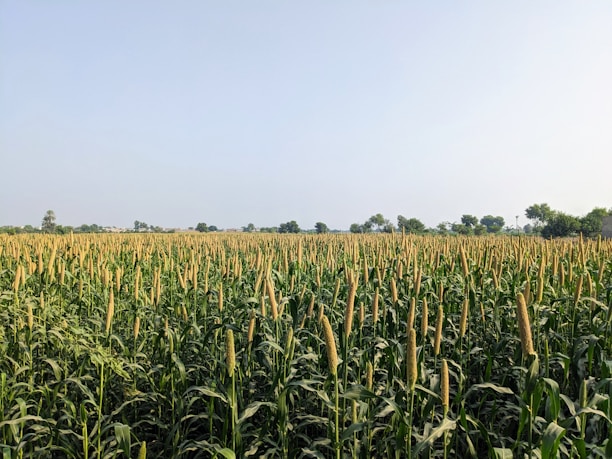 A field of crops under a clear blue sky.