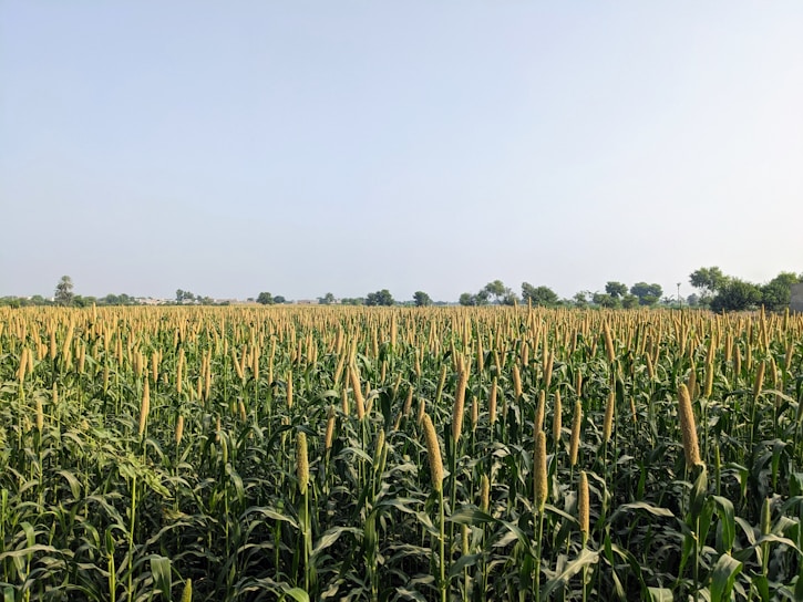 A vibrant field of crops ready for harvest under a clear blue sky.