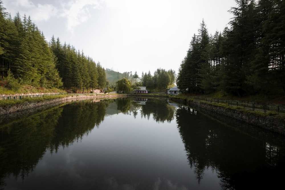 a body of water surrounded by a forest