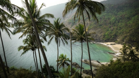 a view of a tropical beach with palm trees