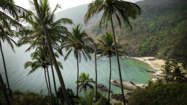 a view of a tropical beach with palm trees