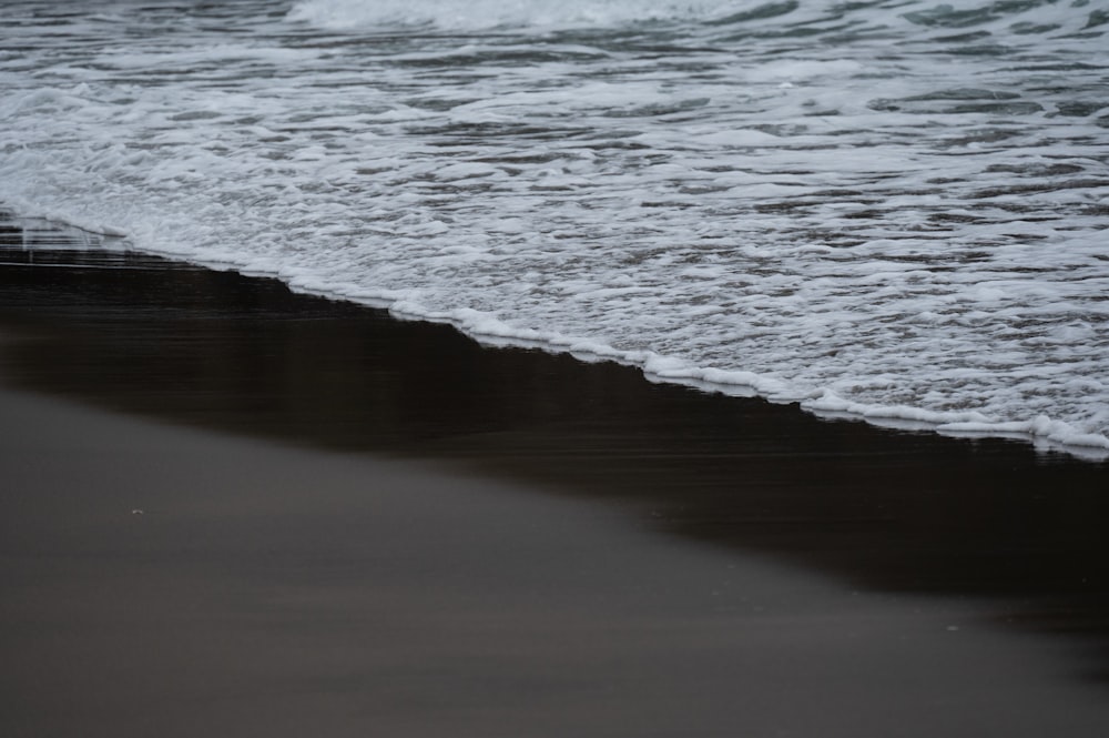 a bird standing on the edge of a beach next to the ocean