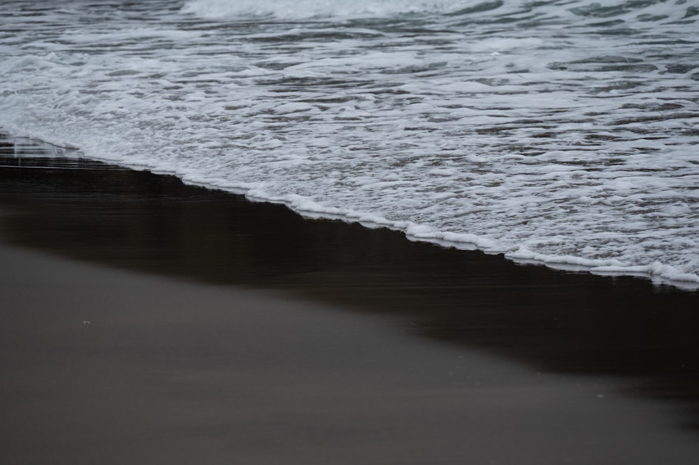 Un oiseau debout au bord d’une plage au bord de l’océan