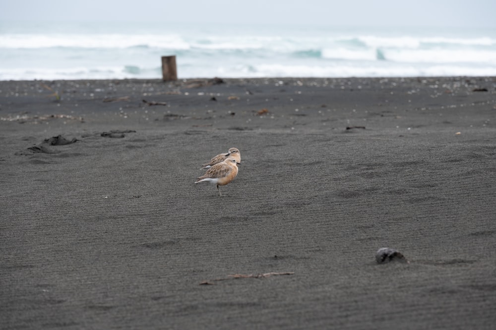 a small bird standing on top of a sandy beach