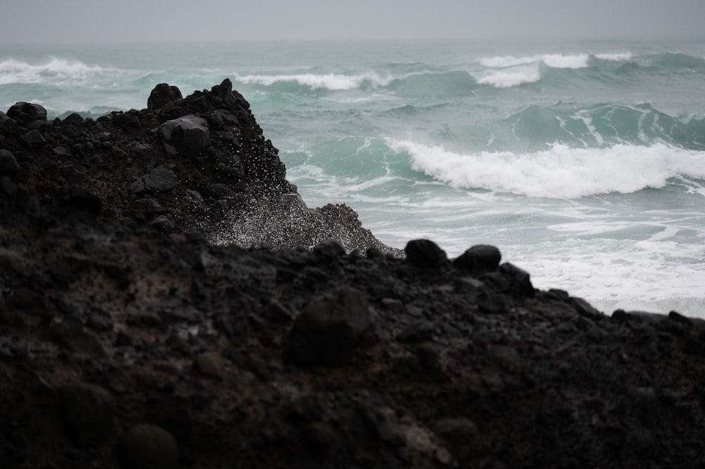 a bird sitting on top of a rock near the ocean