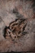 A detailed 3D relief sculpture with natural textures.