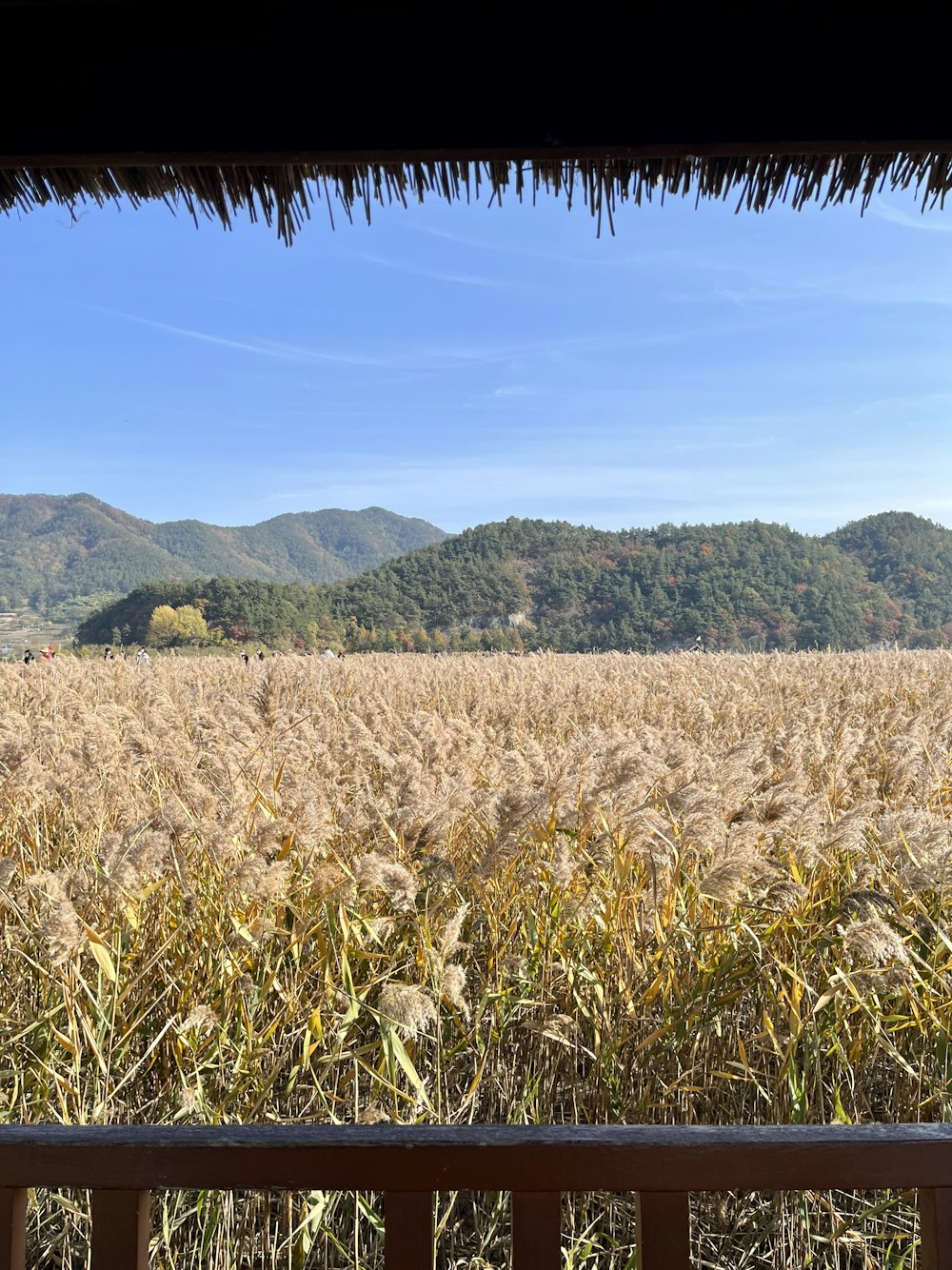 a field of tall grass with mountains in the background