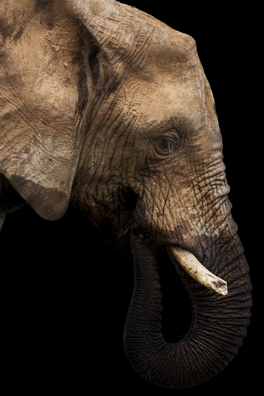 African elephant portrait — Njock means elephant