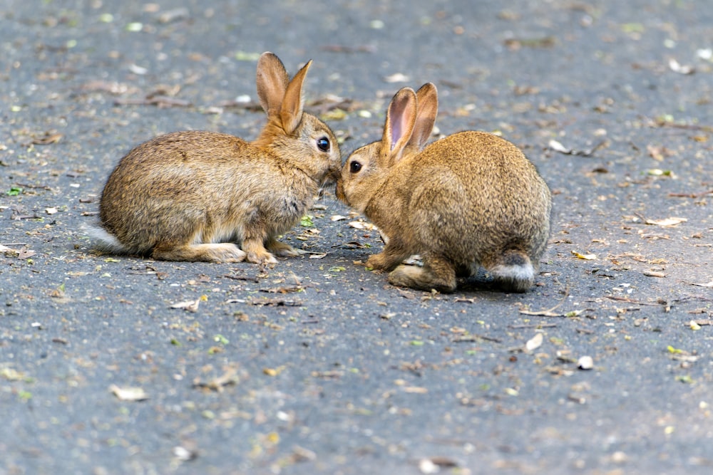 two rabbits sitting on the ground facing each other