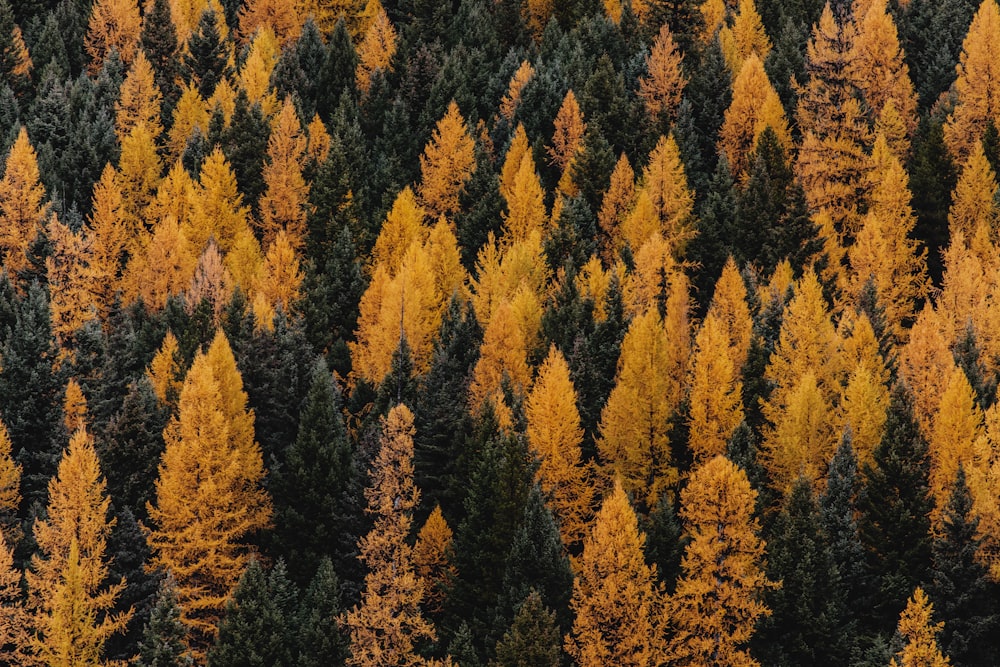 a group of trees with yellow leaves on them