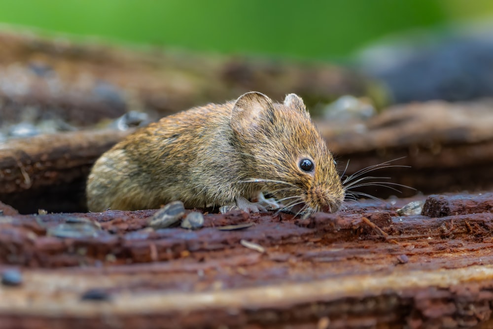 a small rodent sitting on top of a piece of wood