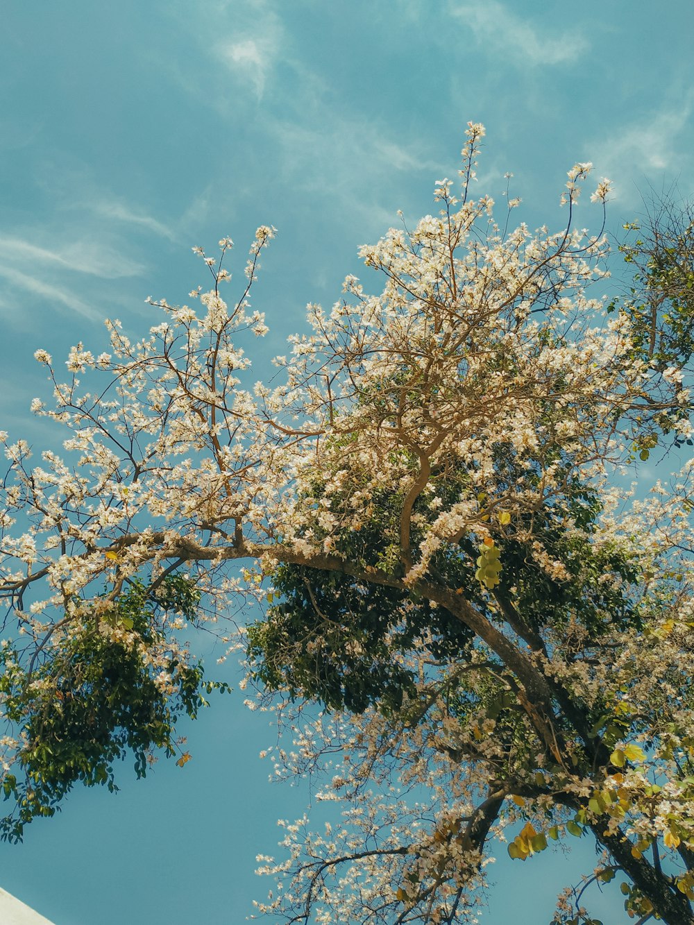 a tree with white flowers and green leaves