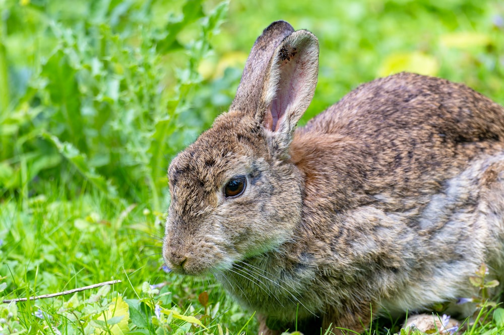 un lapin est assis dans l’herbe