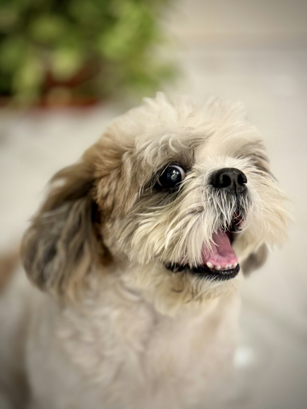 a small white dog with its tongue hanging out