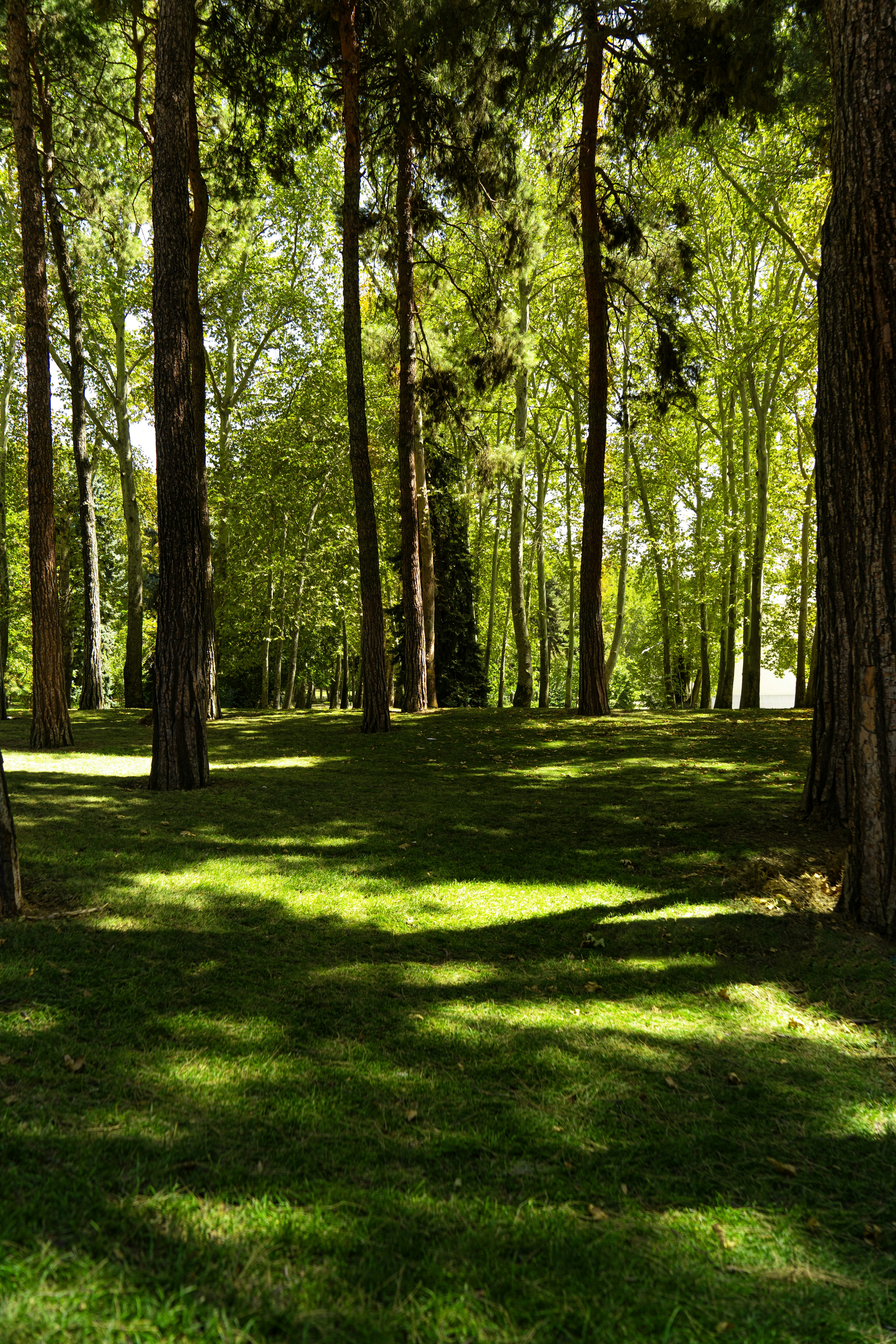 Una panchina del parco seduta nel mezzo di un parco verde lussureggiante