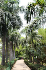 Peaceful garden path lined with tall palms in Surfside Beach neighborhood.