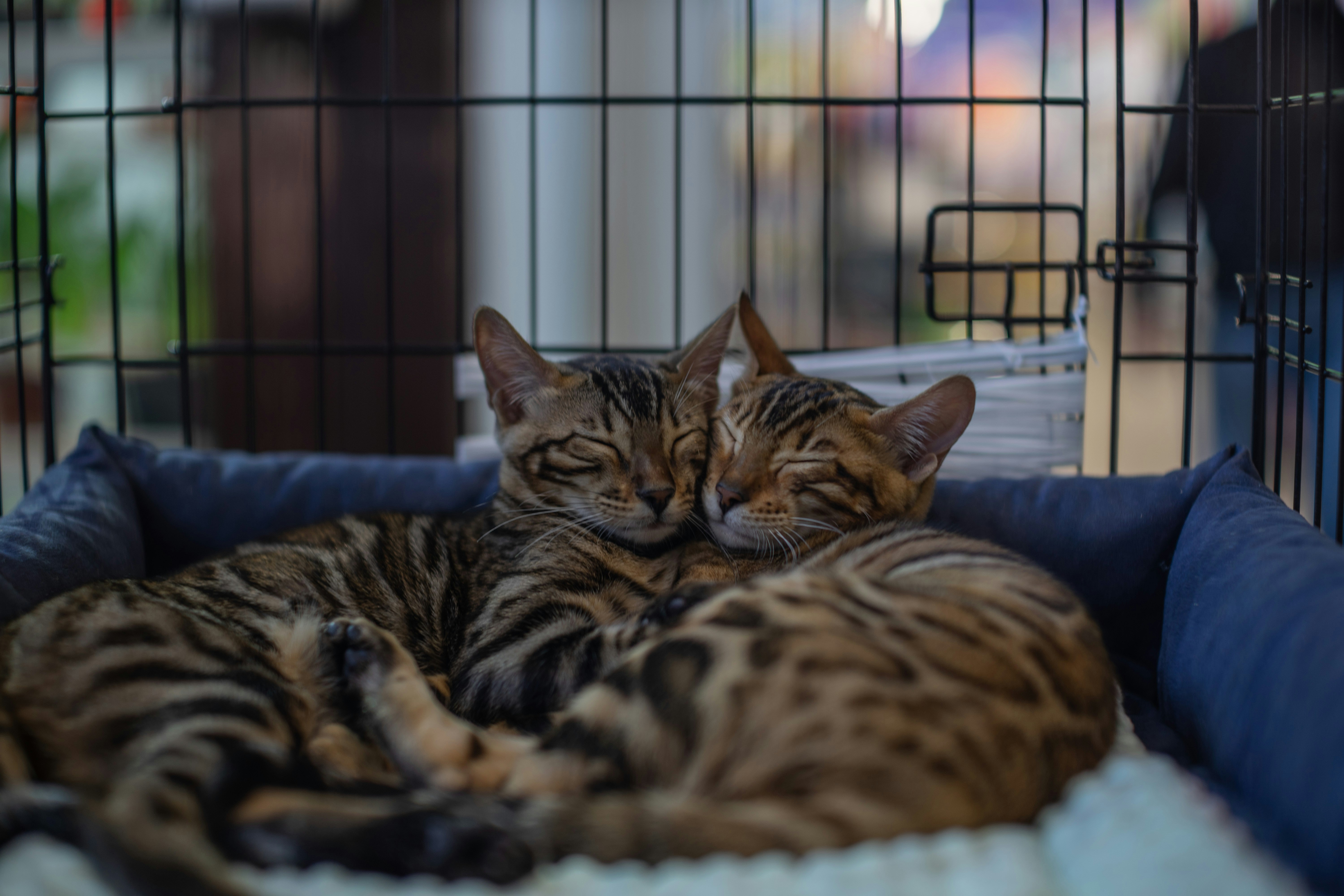 Cat in a safe indoor environment