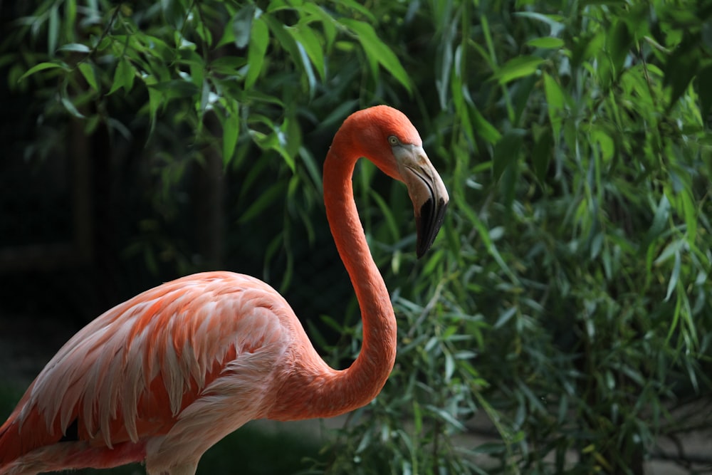 a pink flamingo standing in front of a bush