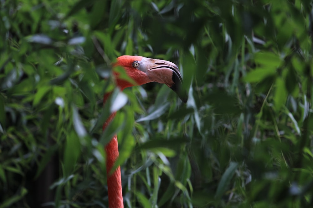 a pink bird with a long bill in a tree