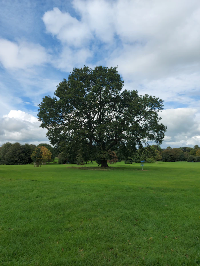 A single oak standing in an open field