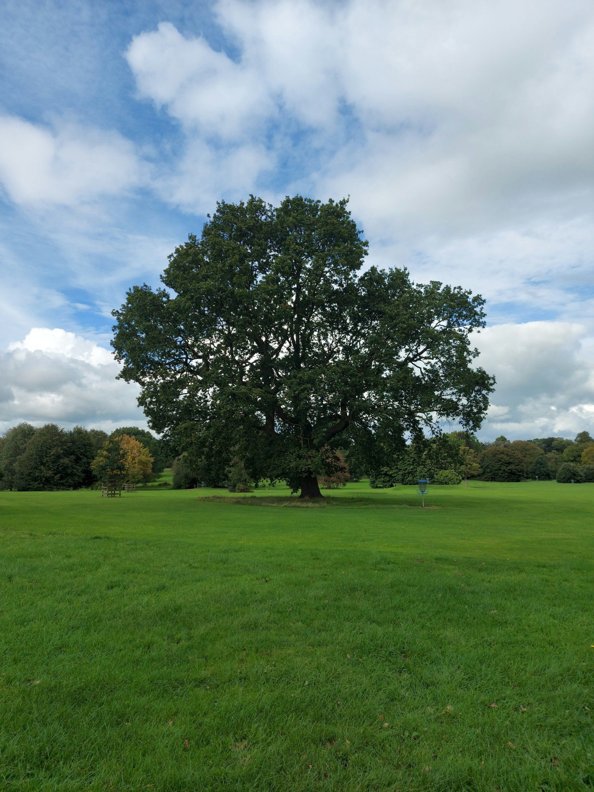 a large tree sitting in the middle of a lush green field
