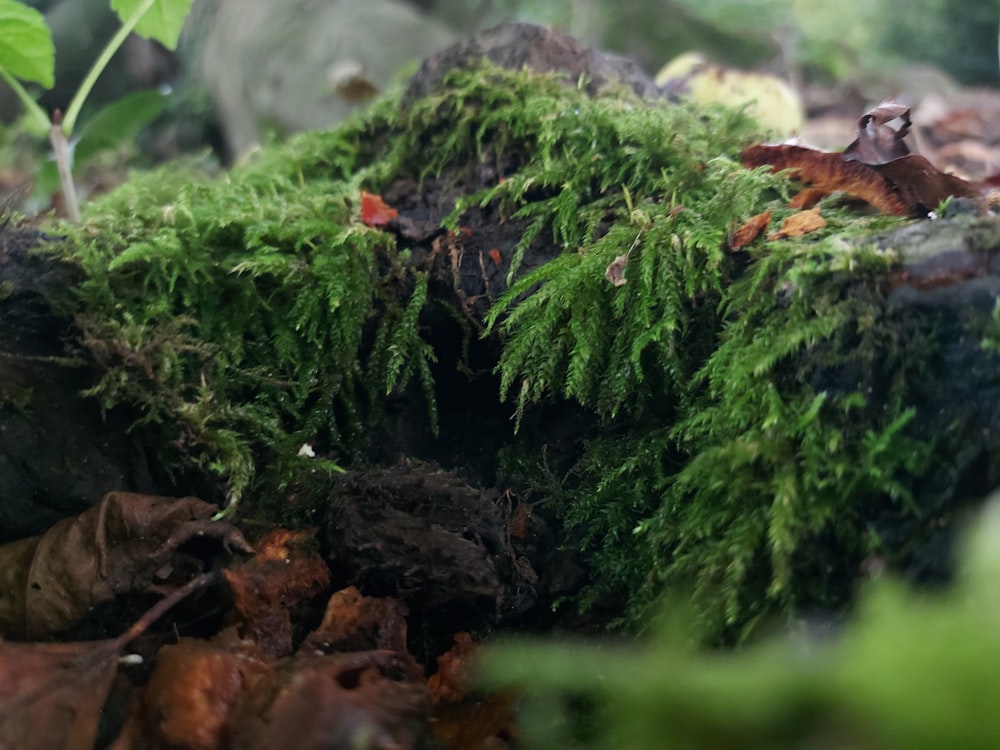 a close up of a moss covered log