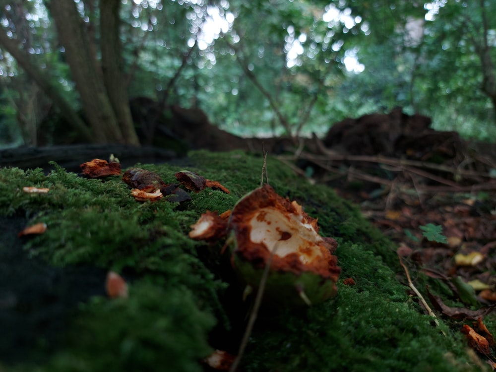 ein grüner, moosbedeckter Boden mit Blättern und Bäumen im Hintergrund