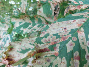 Close-up of a tomato leaf showing yellow spots caused by disease.