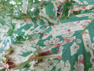Close-up of a tomato leaf showing yellow spots caused by disease.