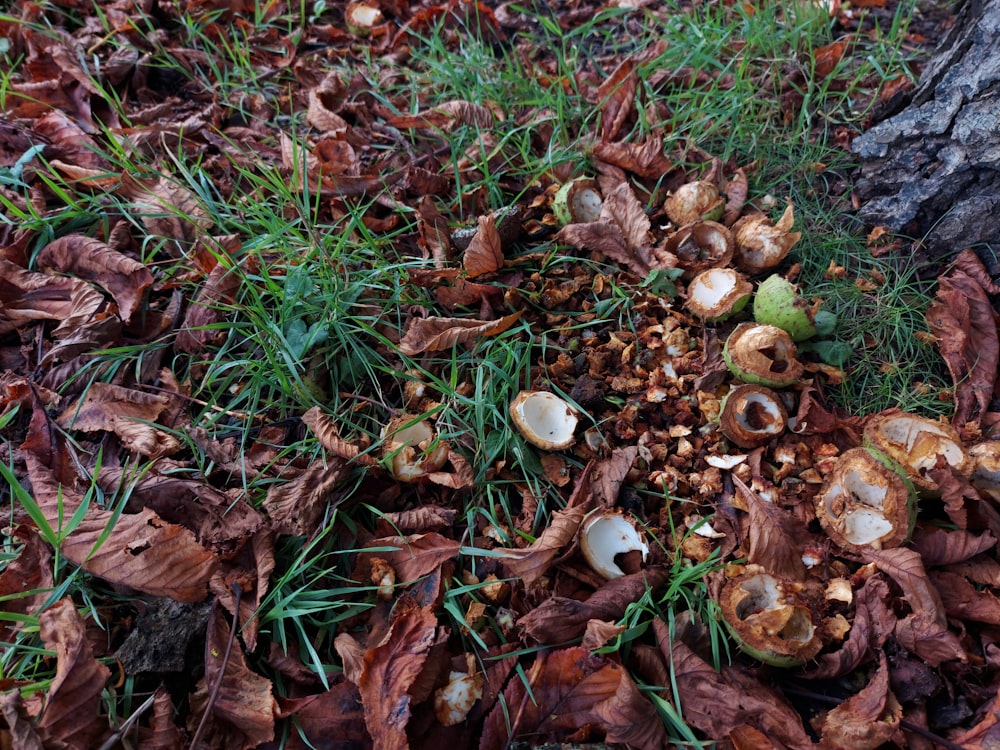 a bunch of mushrooms that are on the ground