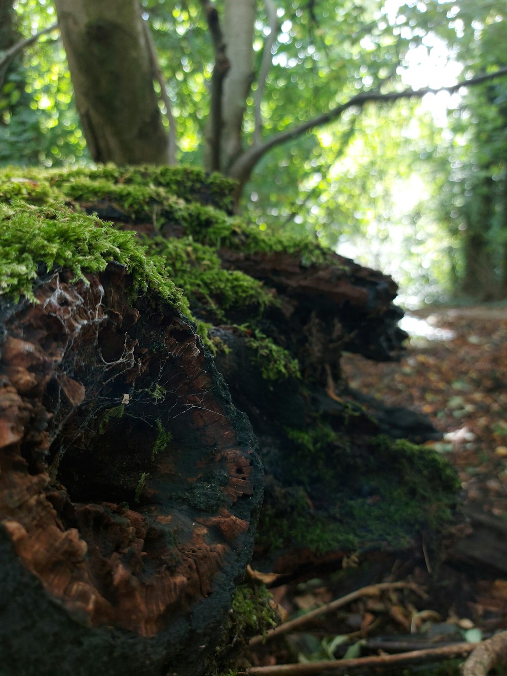 a tree stump with moss growing on it