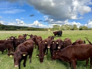 a herd of cattle standing on top of a lush green field