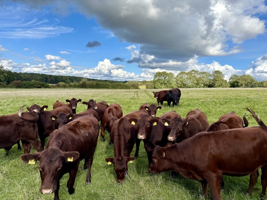 a herd of cattle standing on top of a lush green field