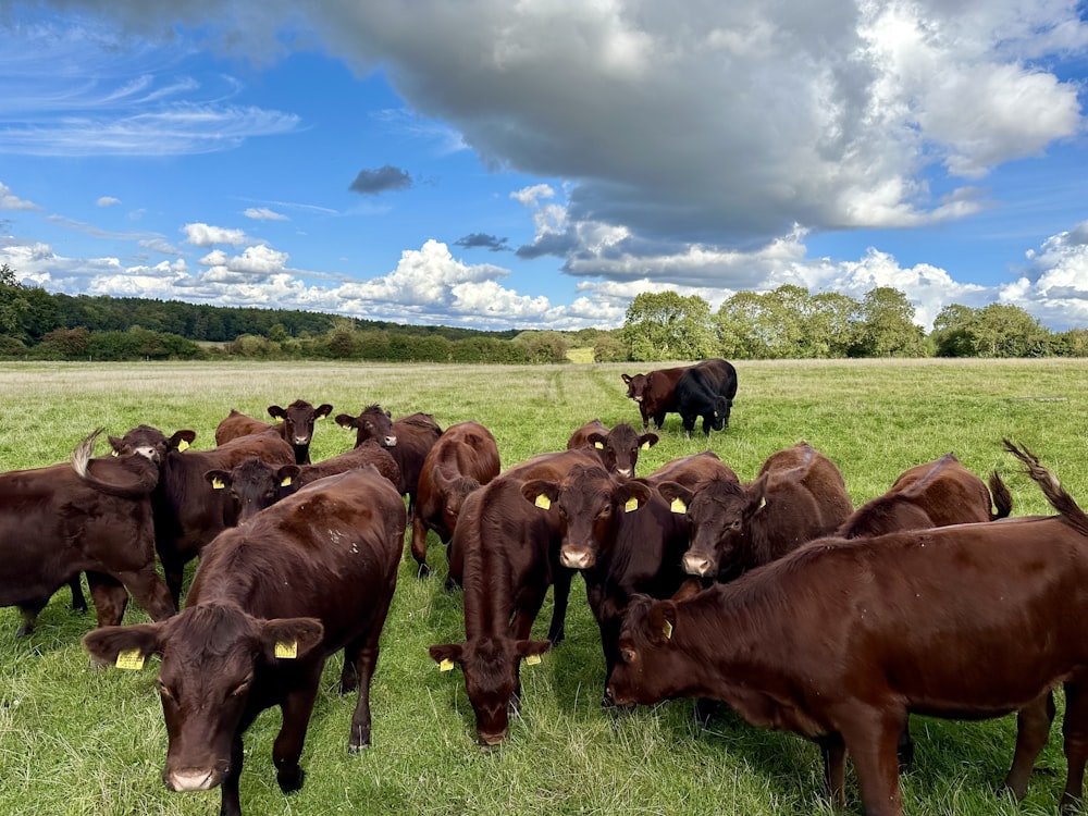 a herd of cattle standing on top of a lush green field